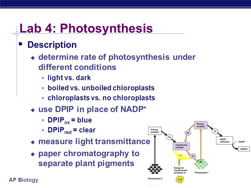 Ap biology photosynthesis essay rubric